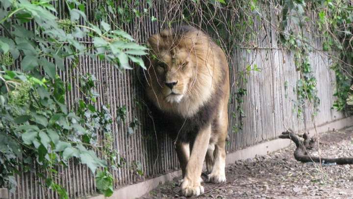 Denmark zoo seeks unwanted pets to feed lions, tigers and lynx