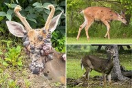 Freaky photos of 'black-bubbled' deer go viral after fears of zombie rabbits, squirrels spread