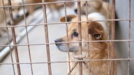 Apoyar a perros y gatos sin adoptar