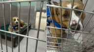 Sorrowful Pittie Struggled To Find Find Home In Connecticut Shelter Because He ‘Intimidated’ People