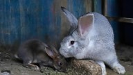 Conejos con tentáculos: la especie silvestre que tiene en alerta a EU