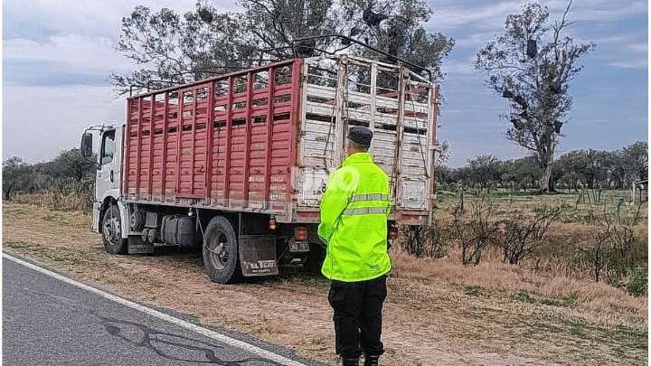 Interceptaron un camión con hacienda sin documentación en la Ruta 1: hallaron 6 novillos y 9 vaquillonas