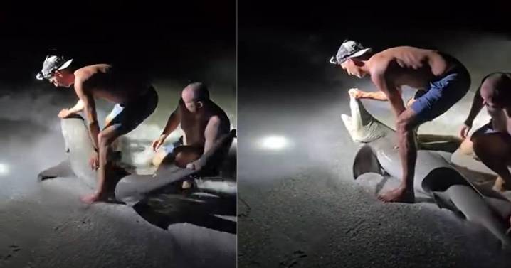 De la foto al susto: Tiburón muerde a pescador en Florida y lo manda al hospital
