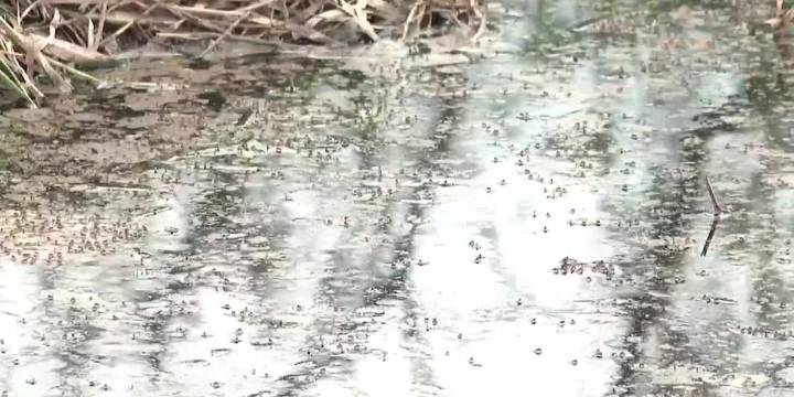 Broken pipe spills six million gallons of wastewater in Nine Springs Creek, wetlands