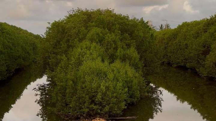 Gobierno de Sinaloa solicitará permiso a Semarnat para talar mangle en arroyo Jabalines