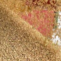 Vietnamese rice grower helps tackle Cuba's food shortage