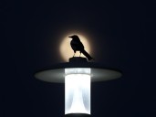 Artificial light has essentially lengthened birds' day