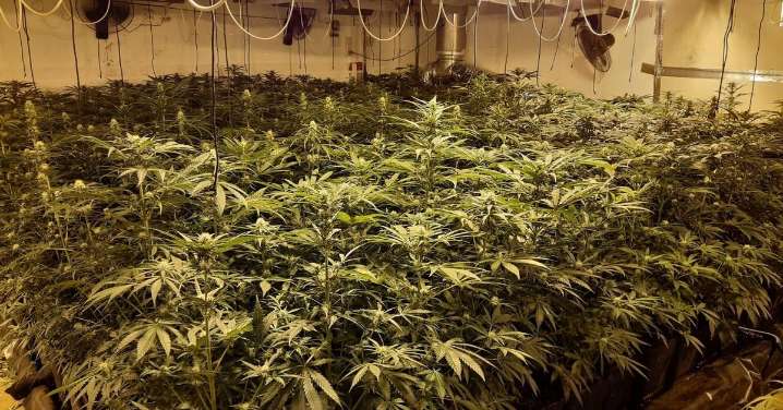 Cada semana se desmantelan cuatro plantaciones indoor de marihuana en Almería