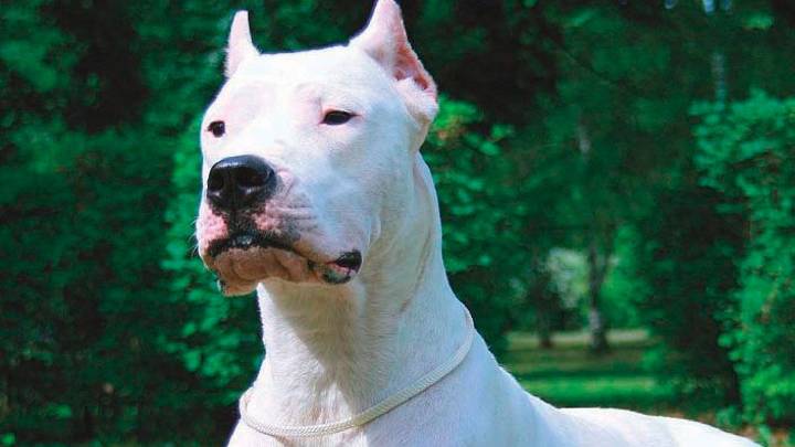 Le amputaron un dedo a un hombre tras ser víctima de un feroz ataque de perros dogos