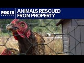 67 animals pulled from Thurston County property