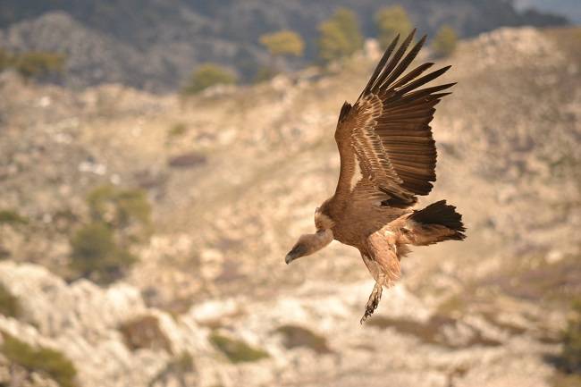 El Parque Natural Sierra de Castril suma hitos con la reintroducción del quebrantahuesos y el descubrimiento de una nueva especie vegetal