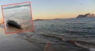 Lobo marino aparece muerto en playa de Bahía Kino en zona costera de Hermosillo