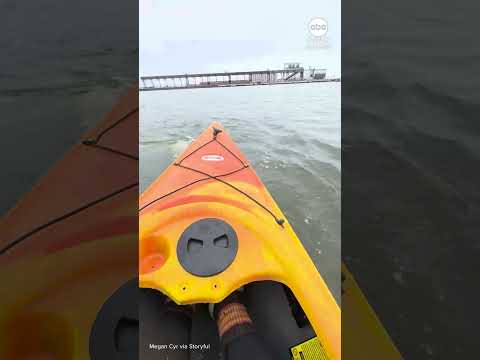 Beluga whales bump delight tourist's kayak