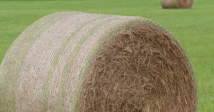 Georgia Farm Bureau accepting hay contest entries