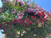 What to know about buying and planting grafted trees