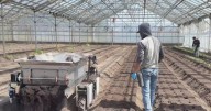 California farmers eye automation amid labor crisis