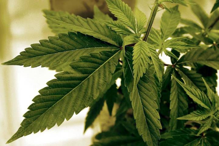 Robin Westman's pot connection is another reason to go slow on looser rules for weed