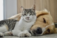 Cat Doesn't Like Dachshund, Viewers Not Prepared for What Happens Next