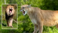 Wyoming’s Mountain Lions Can’t Roar Like African Lions, But They Can Purr