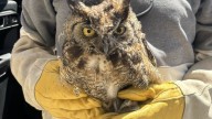 Injured owl rescued on Highway 1 in Santa Cruz area