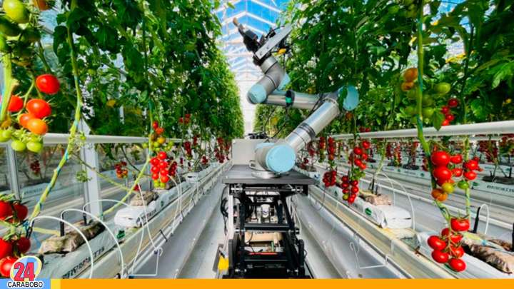 China crea el primer robot especializado en selección agrícola inteligente