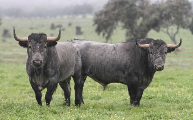 En Guanajuato es complejo legislar contra las corridas de toros, por la ganadería: PVEM