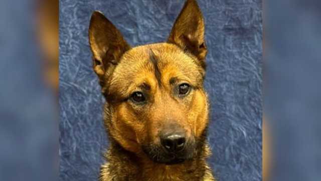 Shawnee, Kansas, police K-9 stabbed during barricade incident
