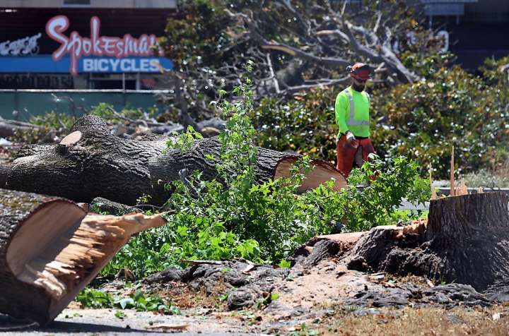 Photos | Crews clear trees on Lot 4 for downtown Santa Cruz library, housing