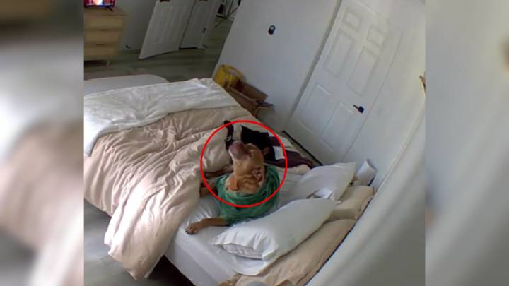 Arizona Woman Kept Finding Her Bed Messy Until A Hidden Camera Revealed The Surprise Visitor
