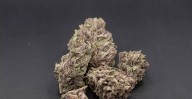 Best Savory Weed Strains in Colorado Dispensaries
