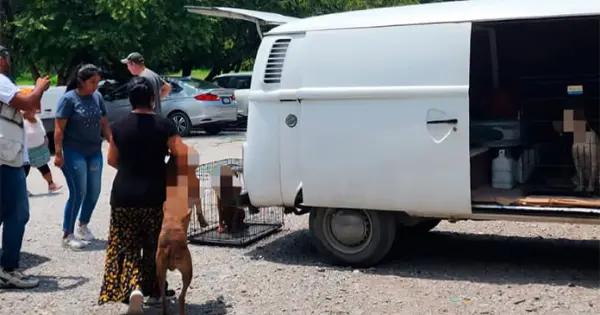 Jauría ataca a mujer afuera del Hospital