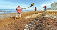 Sargazo domina el caribe mexicano