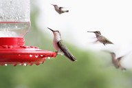 Illinois Hummingbirds: Here’s When To Take Down Their Feeders