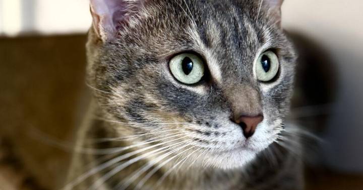 Pet of the week