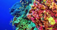 Scientists breed coral that can survive warm temperatures