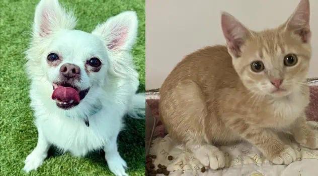 Sarasota Shelter Pawsitively Packed: Reduced Fees This Weekend To Find Pets A Home