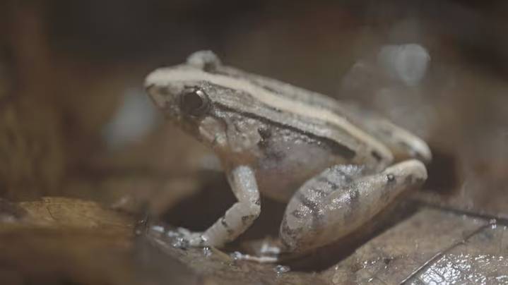 El canto ignorado de las ranas hembra: la historia que la ciencia pasó por alto