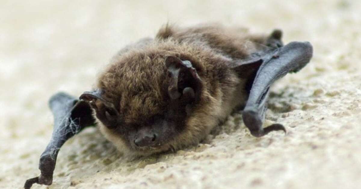 Two bats tested positive for rabies in Lewis & Clark County
