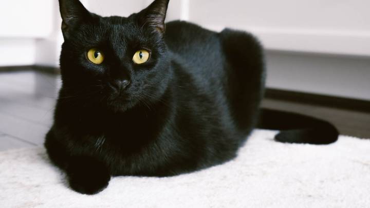 Dueños de gatos podrían recibir fuerte multa en sus conjuntos; estas son las razones