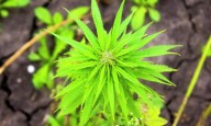 Senate-passed funding looks to utilize industrial hemp to its fullest in upper Midwest