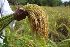 Industria de arroz cubrirá el 76% de la demanda nacional
