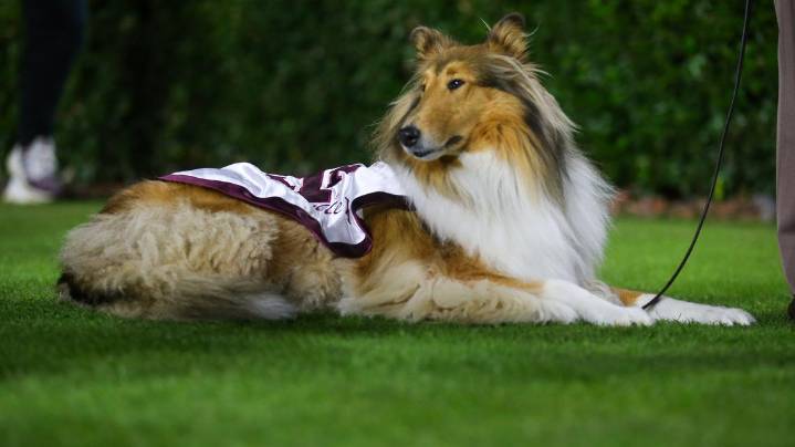 Miss Reveille X returns after surgery: Texas A&M confirms benign result