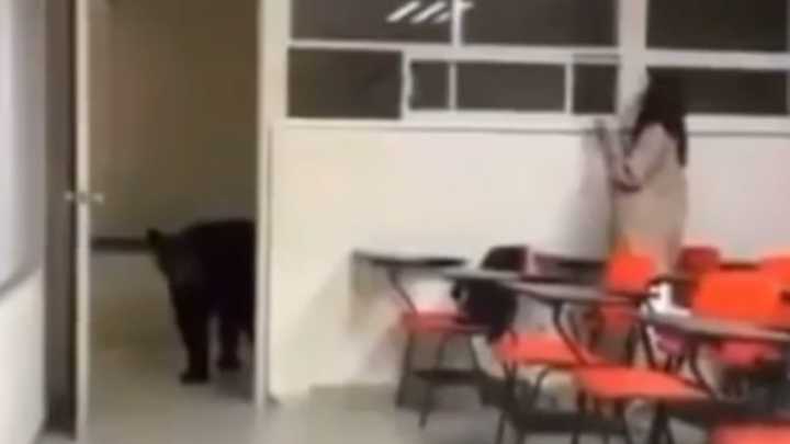 Captan a Oso en Salón de Clases de la Facultad de Comunicación de la UANL en Monterrey