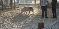 Jerome FFA member shines at the County Fair
