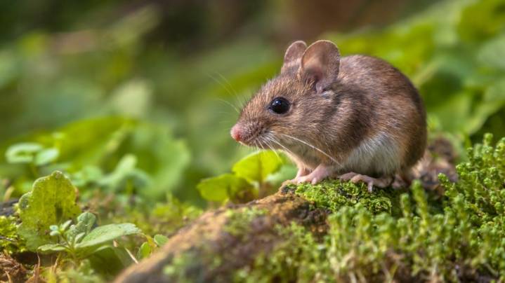 Watch for these pests in your home during harvest season in Indiana
