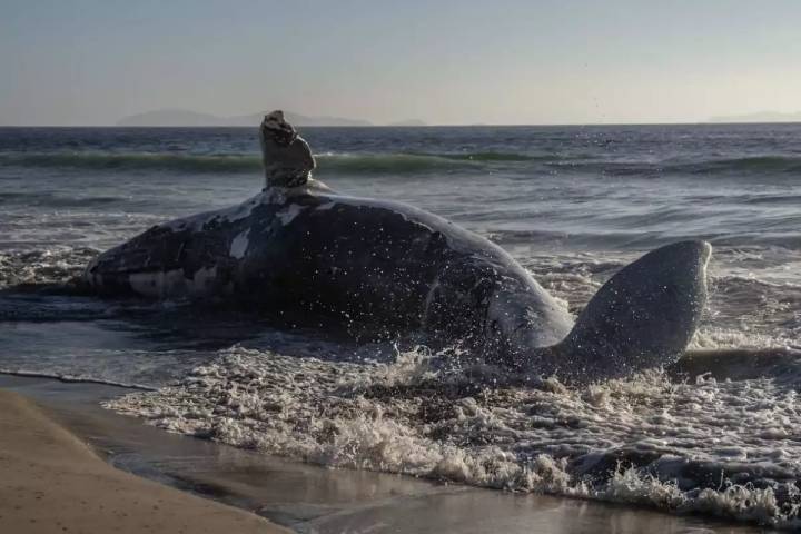 Hallan a enorme ballena muerta en playas de Tijuana: ¿Qué ocurrió?