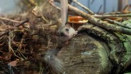 Bioparc Valencia acoge un grupo de lirón pigmeo africano víctima del tráfico ilegal