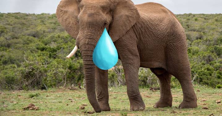 Animales con comportamientos sorprendentes: por ejemplo, pulpos que usan herramientas o elefantes que lloran