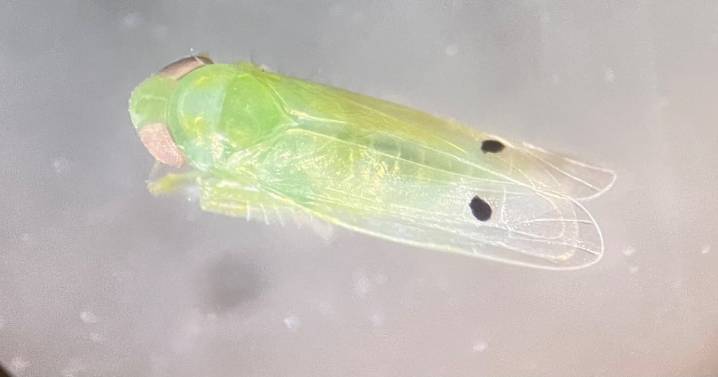 New invasive pest spreading rapidly in Georgia, state officials warn