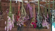 Are Ants Taking Over Your Home? Your Dried Flower Decor May Be The Culprit